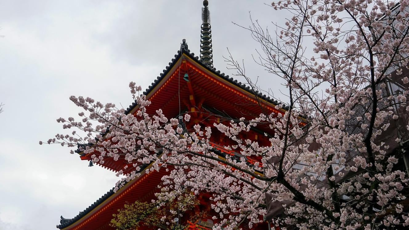 Japanese city cancels cherry blossom festival | Travelnews